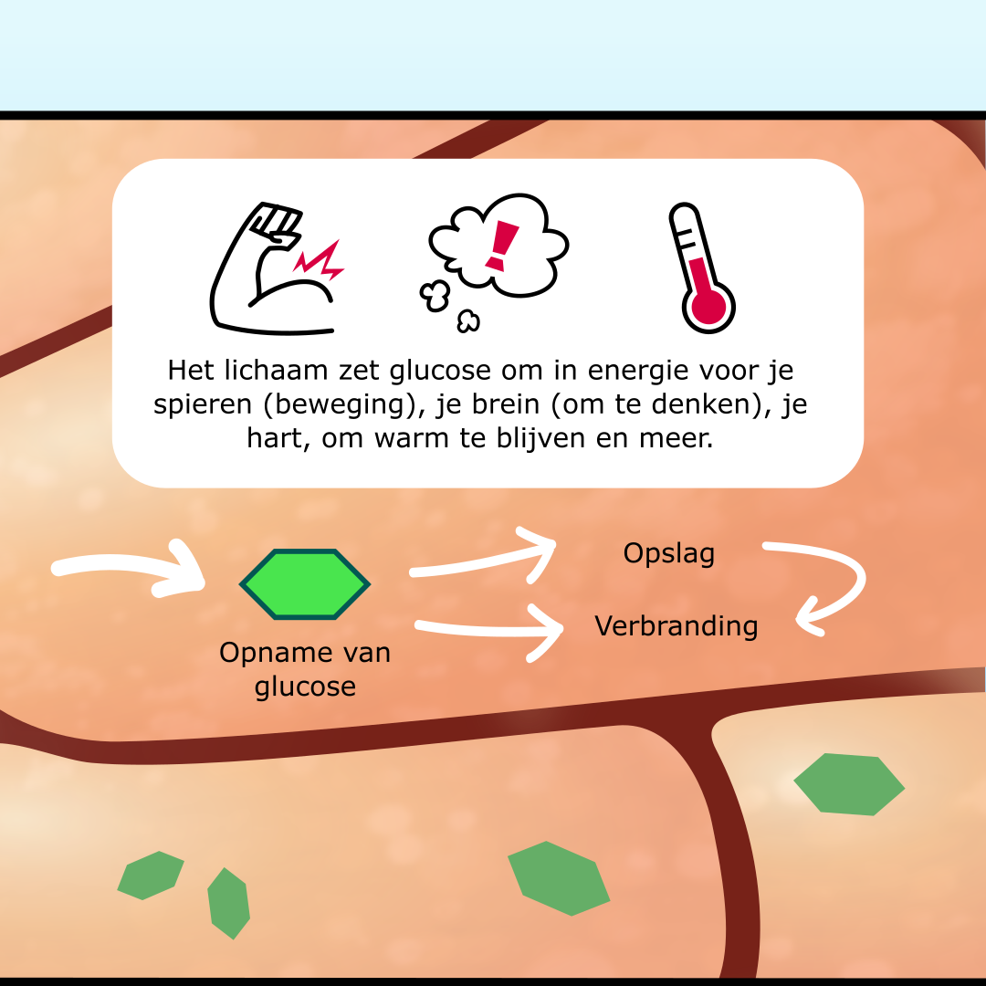 GSD-6 (Fosforylase-lever) infographic afbeelding 2